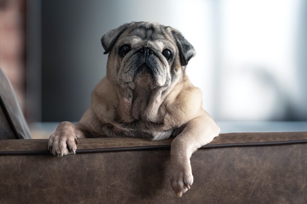 a dog on a leather sofa