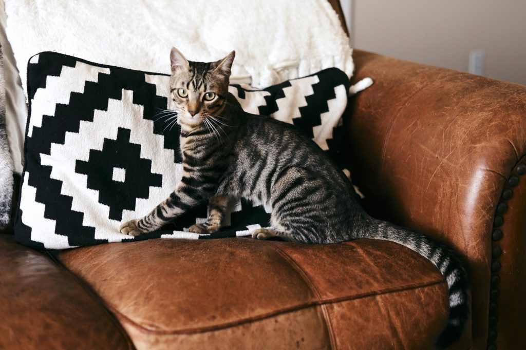 cat sitting on leather couch in a house