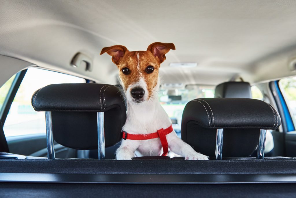 Jack Russell terrier dog looking out of car seat